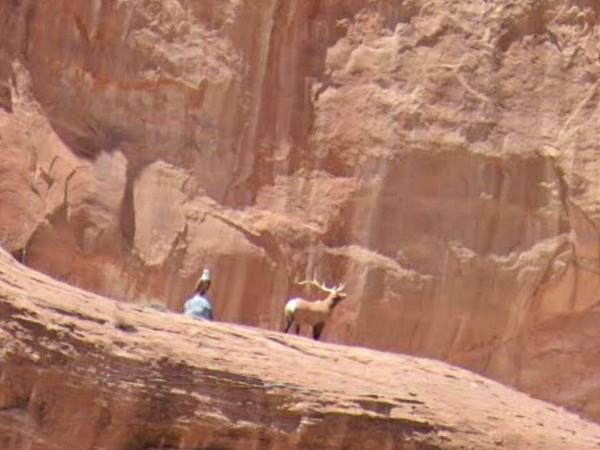 eagle and deer statues on a ledge in the red and ochre sandstone cliffs