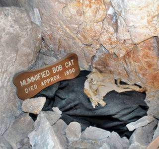 Bobcat Grand Canyon Caverns mummified bobcat in a cave with a sign next to it