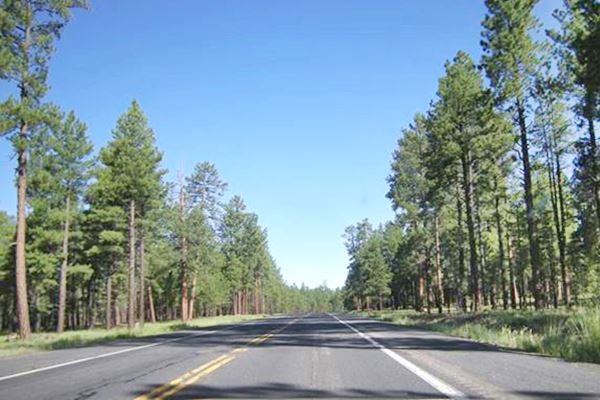 Pine forest on both sides of the highway