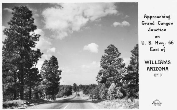 1940s black and white postcard: highway, tall pine trees