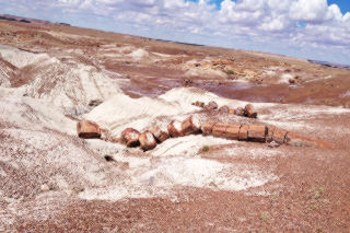 Petrified forest trees Petrified Trees in an arid, white sand and red rocks landscape