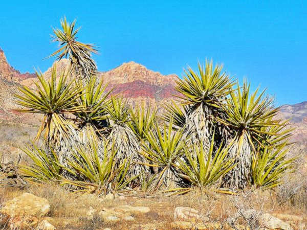 yuca growing in the desert