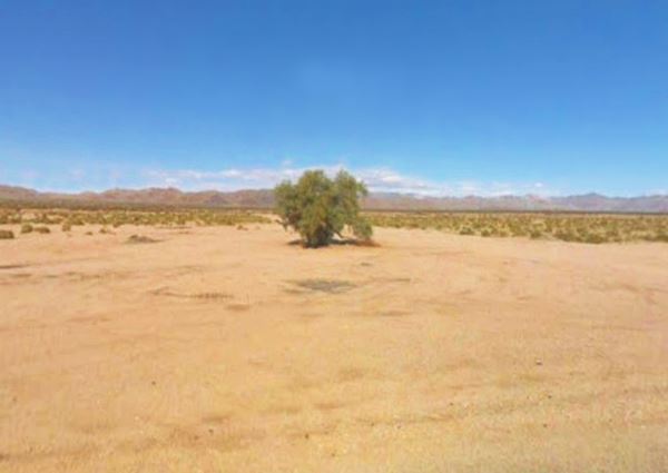 solitary tree in the desert, shrubs and sand marks the spot of Bagdad Ghost Town on Route 66