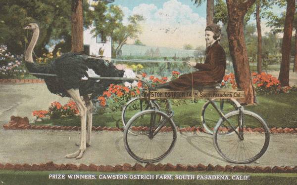 1910s postcard Cawston Ostrich Farm Pasadena CA Route 66 color 1910s postcard, young girl on light cart with 4 wheels, in garden, cart drawn by an ostrich. Text reads: PRIZE WINNERS. CAWSTON OSTRICH FRAM. SOUTH PASADENA. CALIF