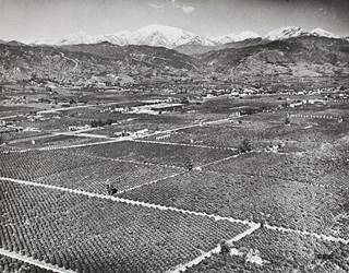 aerial view of Glendora CA 1941 black and white, orange groves cover the valley, some buildings, mountains in the distance. 1941 picture