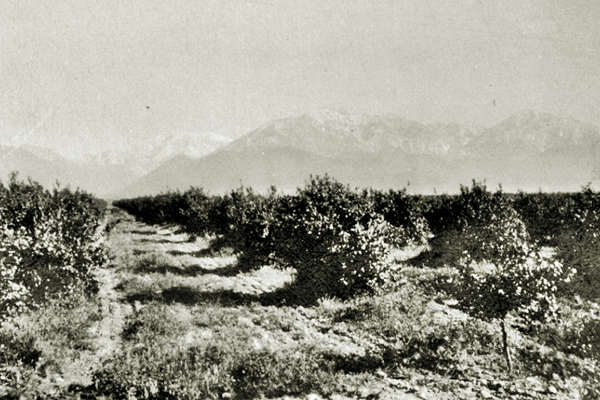black and white 1920, orange groves in field, snowcapped mountains in the distance