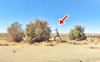 Potapov Station and Cabins in 2021 trees and Joshua tree on a vacant lot, railroad beyond and hills in the distance