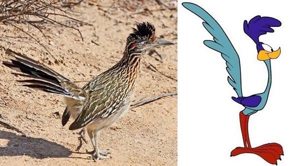 Roadrunners real and cartoon real road runner left and Warner Bros. roadrunner character