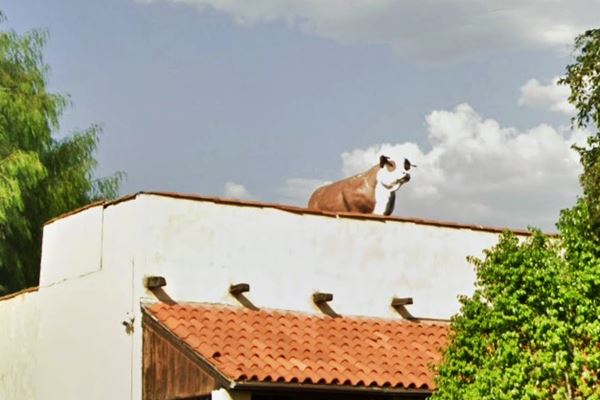 Pinnacle Peak rooftop steer, San Dimas Route 66 life-sized steer statue on the roof of Pinnacle Peak steakhouse