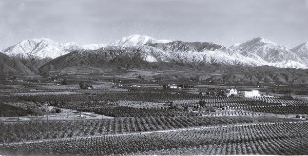 San Dimas groves and mountains c.1900s black and white photo c.1900. citrus groves with a few houses, mountains in the distance