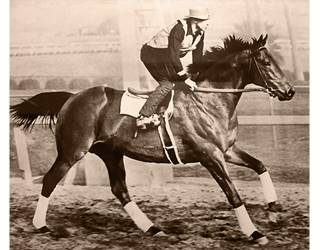 Seabiscuit and Woolf sepia, man riding thoroughbred horse