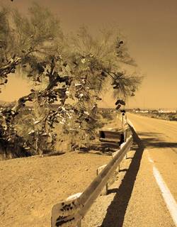 Amboy Shoe Tree sepia tinted view highway right, bridge guardrail and tree to the left with pairs of shoes hanging from all of its branches