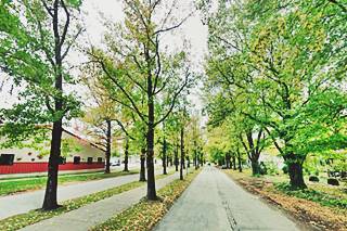 trees on both sides and along median of Route 66 boulevard