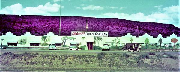 Cobra Gardens 1950s photo Milan NM. 1950s photo of cars parked by a long single story building with palm trees and jungle trees murals ATKINSON’s COBRA GARDENS writtn on it