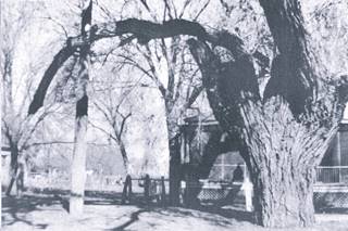 Hanging Tree Los Lunas tree with long limb, home behind, black and white