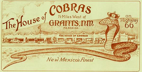 House of Cobras 1950s postcard Milan NM. 1950s postcard with a drawing of a Cobra and a building behind with cars parked, THE HOUSE OF COBRAS and address written on it