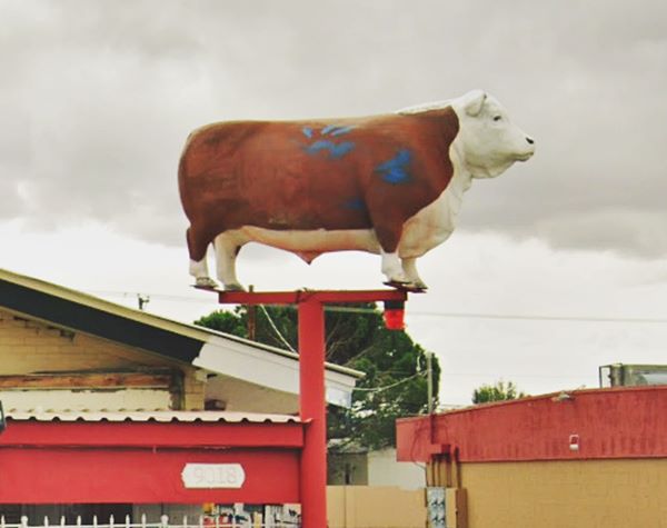 fiberglass brown and white life-size steer on the top of a steel pole painted red