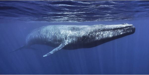 A real blue whale in the sea, swimming